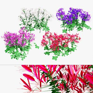 3D Vibrant Cleome 3D Pack