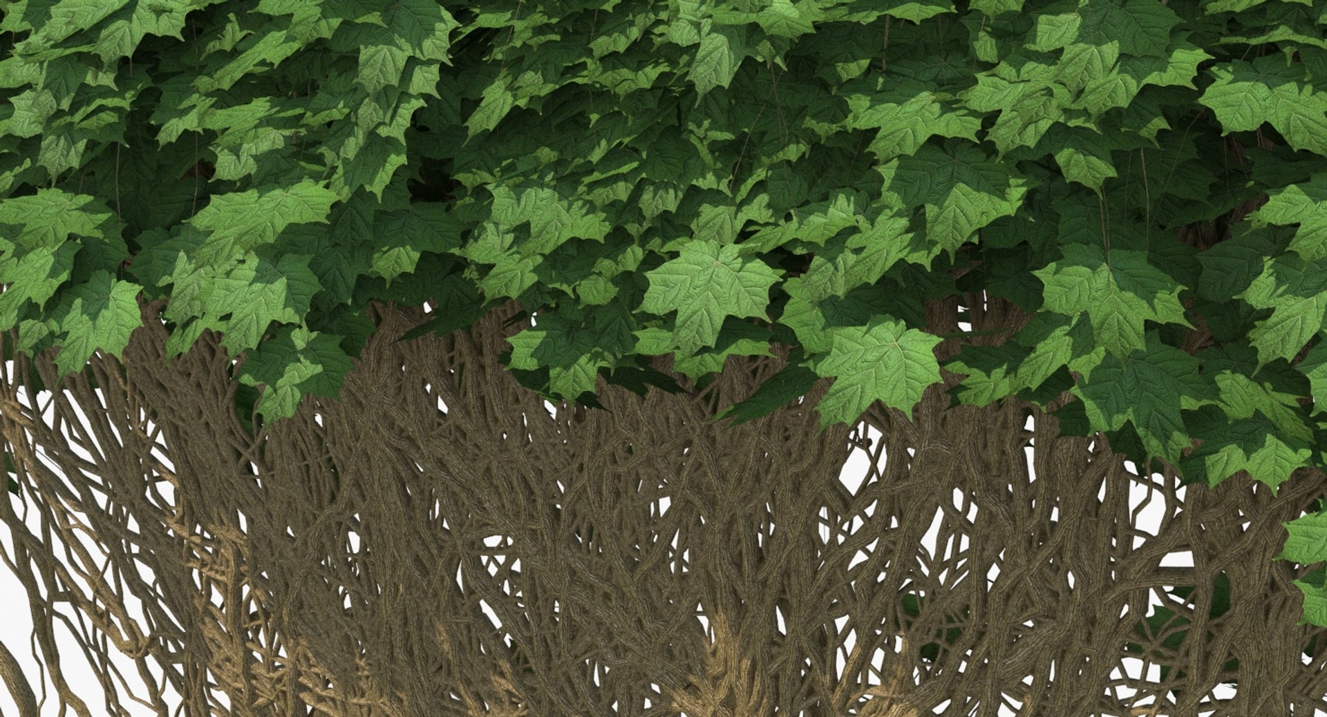 ivy pbr branches 3D model https://p.turbosquid.com/ts-thumb/XU/rgfQBG/vDn0txAe/ivy_p3_13_view010090/jpg/1524396786/1920x1080/fit_q87/7d1ff6b2dfd8679ad848c83a9064deb4457f4d90/ivy_p3_13_view010090.jpg