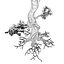 Secular Tree