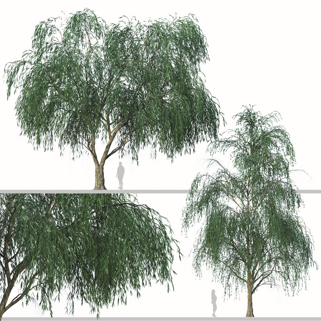 3D model Set of Willow Acacia or Acacia Salicina Tree - TurboSquid 1968511