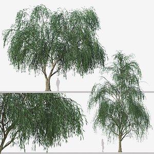 3D model Set of Willow Acacia or Acacia Salicina Tree