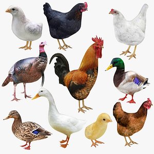 Poultry Collection 10 in 1 3D model
