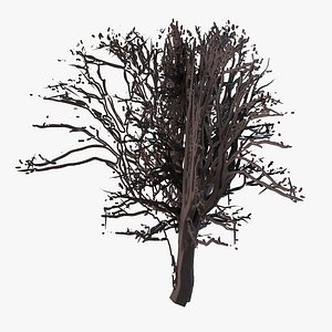 spooky tree