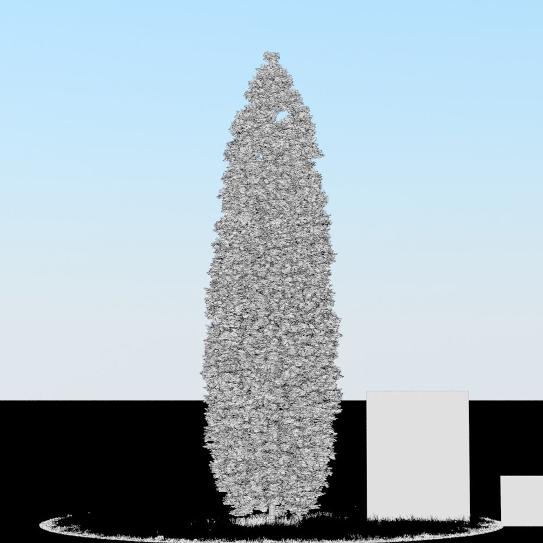 3d Realistic Thuja Tree Model