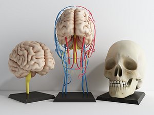 3D Anatomical Skull Model with Brain
