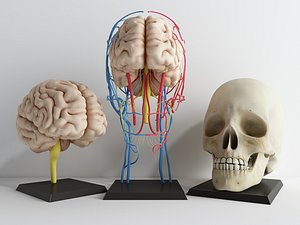 Anatomical Skull Model with Brain