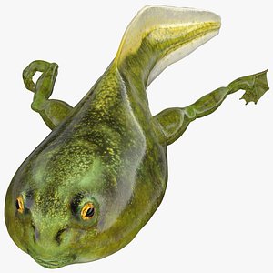 3D Tadpole with Legs Rigged model