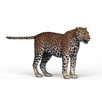 Leopard