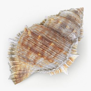 3D Bursa Spinosa Shell - 3D Scanned model