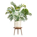 Monstera Plant Vol 386