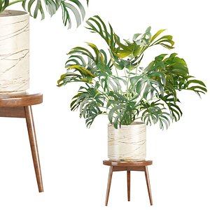 Monstera Plant Vol 386 3D model