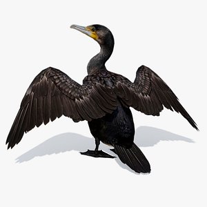 Great Cormorant