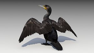 3D model great cormorant
