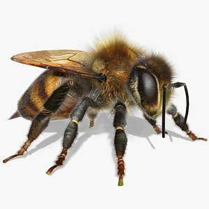 max honey bee animations