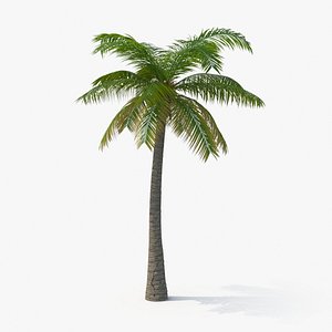 3d palm tree 02 model