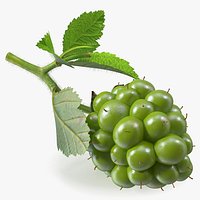 Not Ripe Raspberry with Leaves with Fur