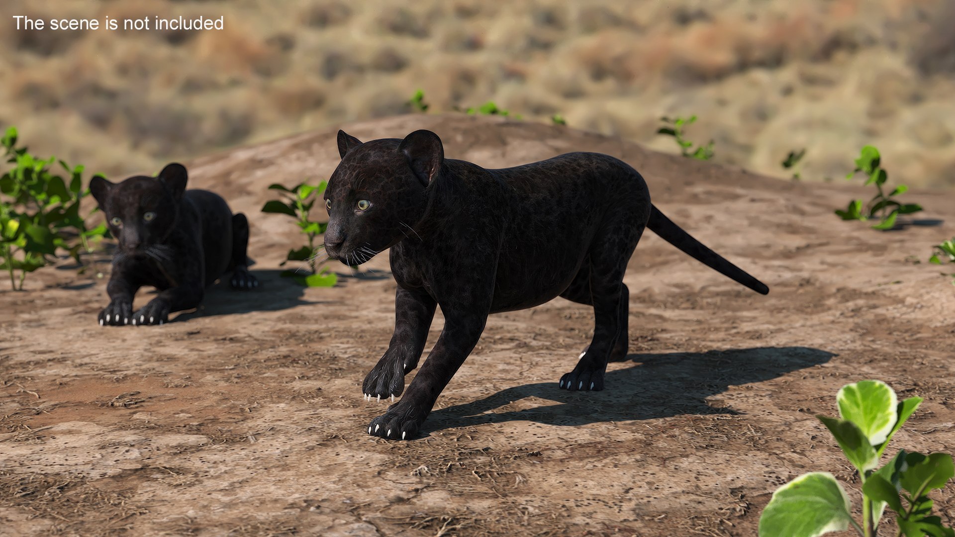 3D Panther Cub Rigged for Maya https://p.turbosquid.com/ts-thumb/XV/mUA0jD/9o/panther_cub_rigged_004/jpg/1742281591/1920x1080/fit_q87/838fc74e6c4593465e54b8eb7c888920a6b968c6/panther_cub_rigged_004.jpg