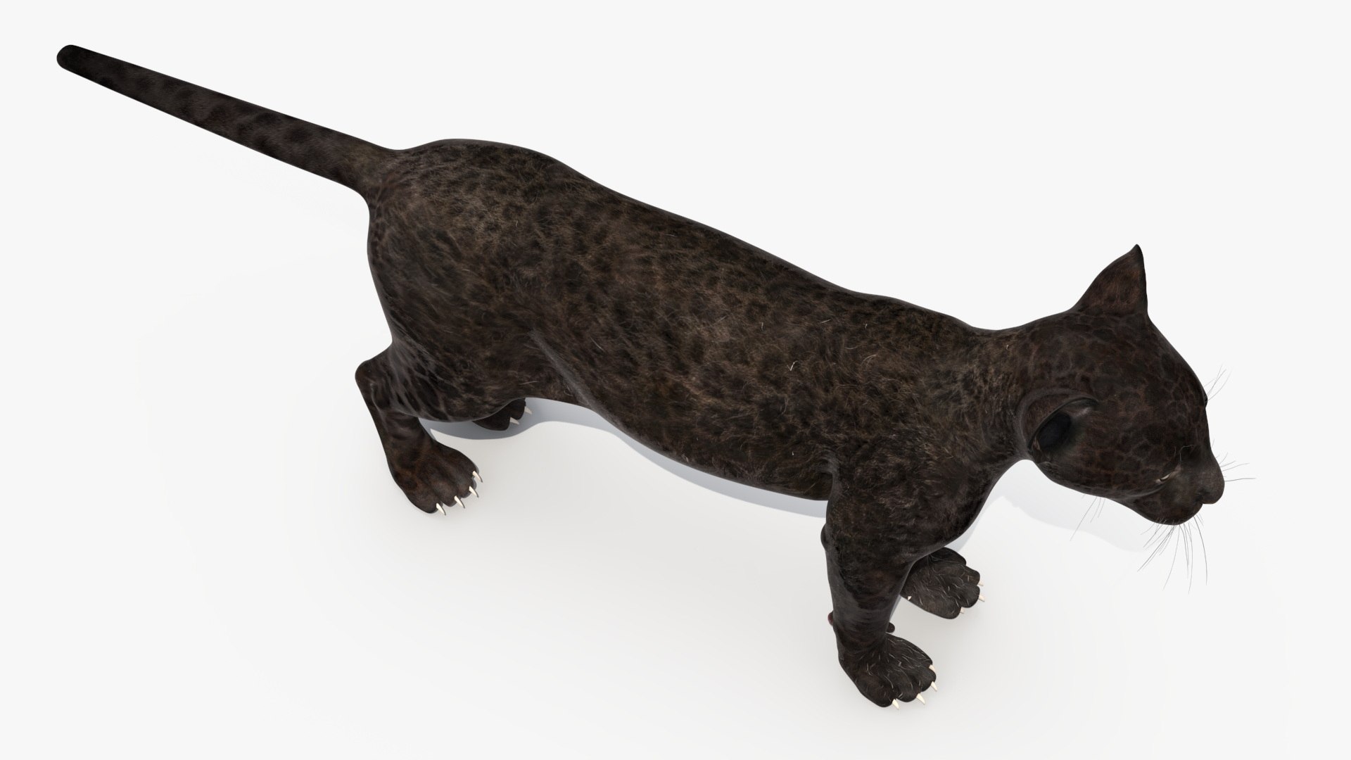 3D Panther Cub Rigged for Maya https://p.turbosquid.com/ts-thumb/XV/mUA0jD/fn/panther_cub_rigged_011/jpg/1742281630/1920x1080/fit_q87/6a3ab27faa94df0f8570c5667fdd1535f05bbc52/panther_cub_rigged_011.jpg
