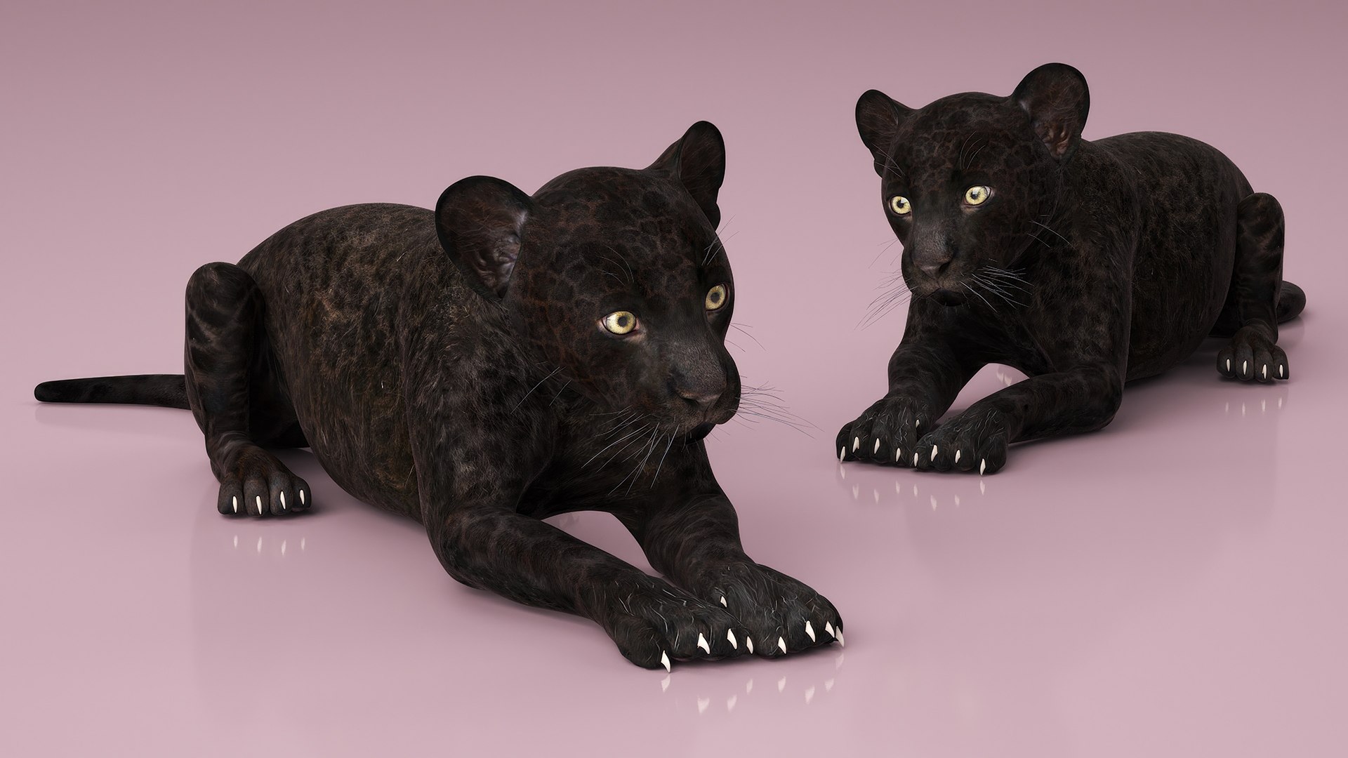 3D Panther Cub Rigged for Maya https://p.turbosquid.com/ts-thumb/XV/mUA0jD/tU/panther_cub_rigged_005/jpg/1742281599/1920x1080/fit_q87/37337040116977bfb7f46d5c1bcd4a9765238392/panther_cub_rigged_005.jpg