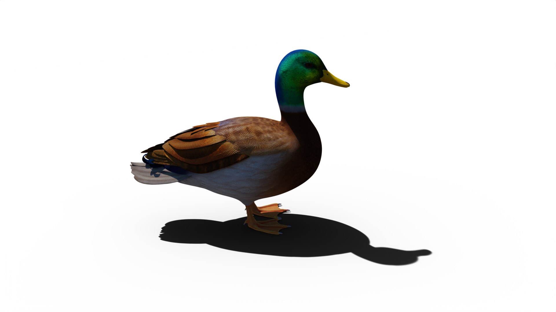 3D Duck https://p.turbosquid.com/ts-thumb/XV/wjhC3o/SQ/turnable02/png/1695487122/1920x1080/fit_q87/dba3bd0e40ded7aca8ddfb9f9216a76d195a7dda/turnable02.jpg