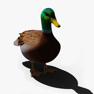 Duck