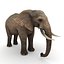Elefante africano