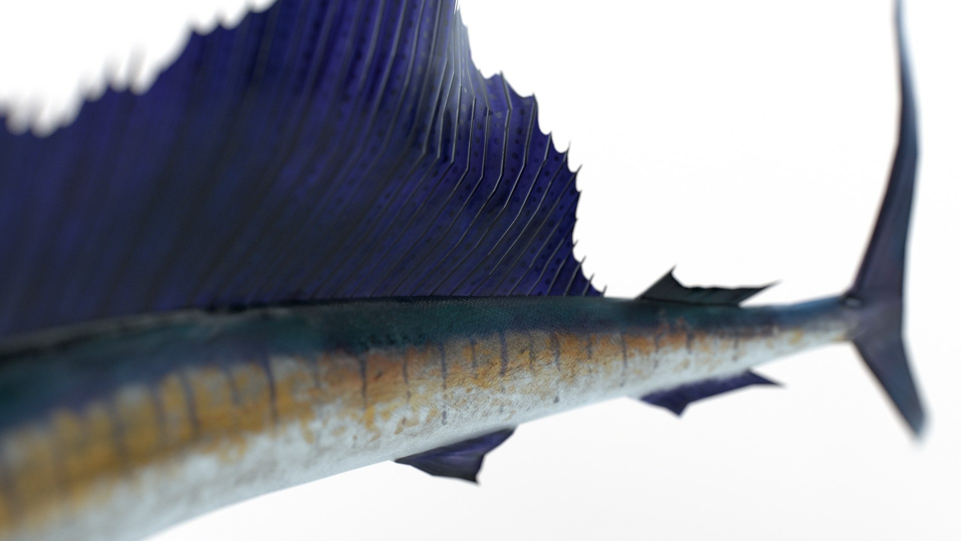 3D Animated Sailfish PBR https://p.turbosquid.com/ts-thumb/XW/CDT1lF/8x/9/jpeg/1623147233/1920x1080/fit_q87/07417c3b386be6336dc9ead0f36dbb0973e5cbcd/9.jpg