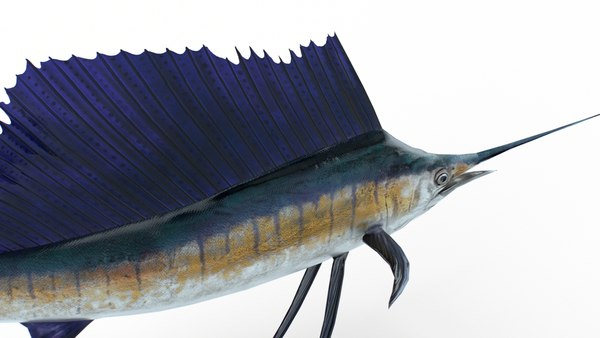 Animated Sailfish PBR