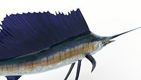 Animated Sailfish PBR