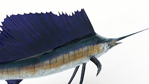Animated Sailfish PBR