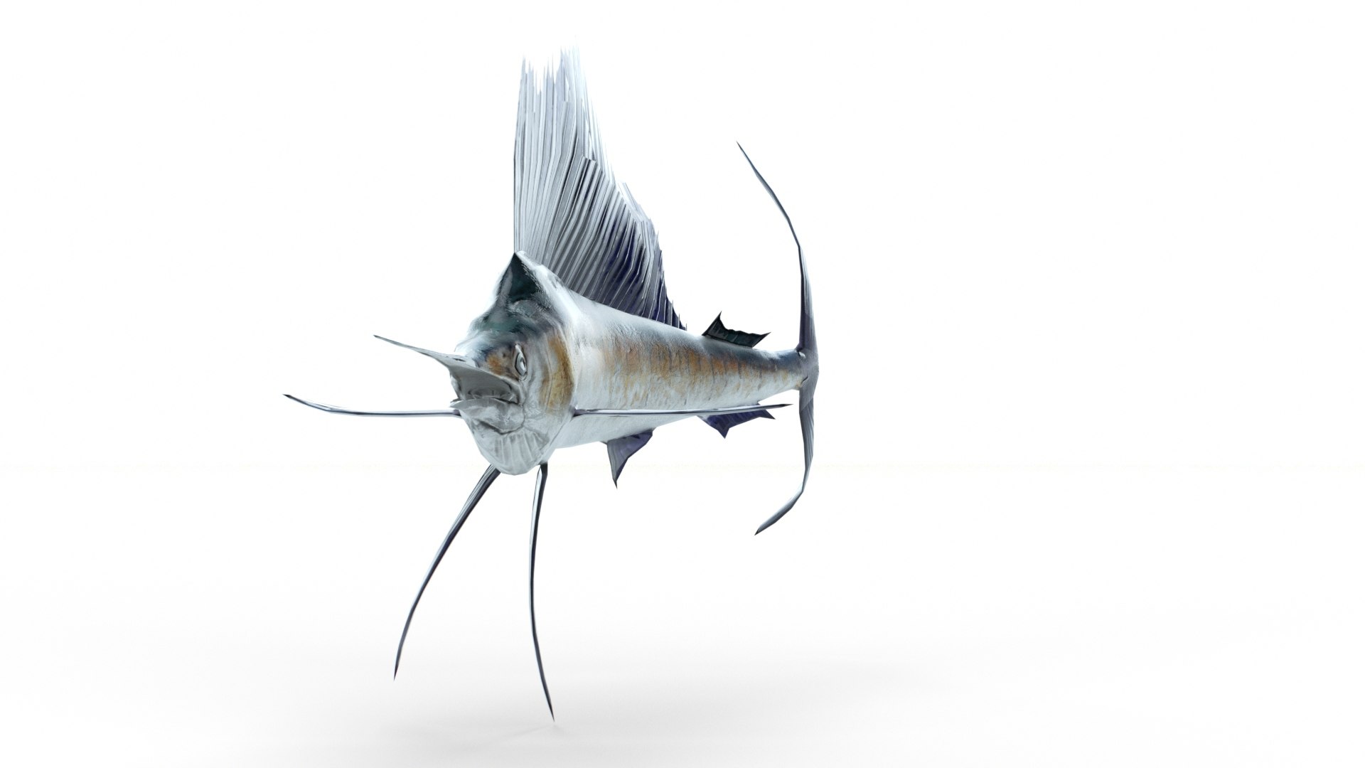 3D Animated Sailfish PBR https://p.turbosquid.com/ts-thumb/XW/CDT1lF/LJ/3/jpeg/1623147231/1920x1080/fit_q87/de5213bf4ef45a54cba54ede722c9ce27e959647/3.jpg