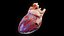 Human Heart