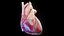 Human Heart