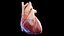 Human Heart