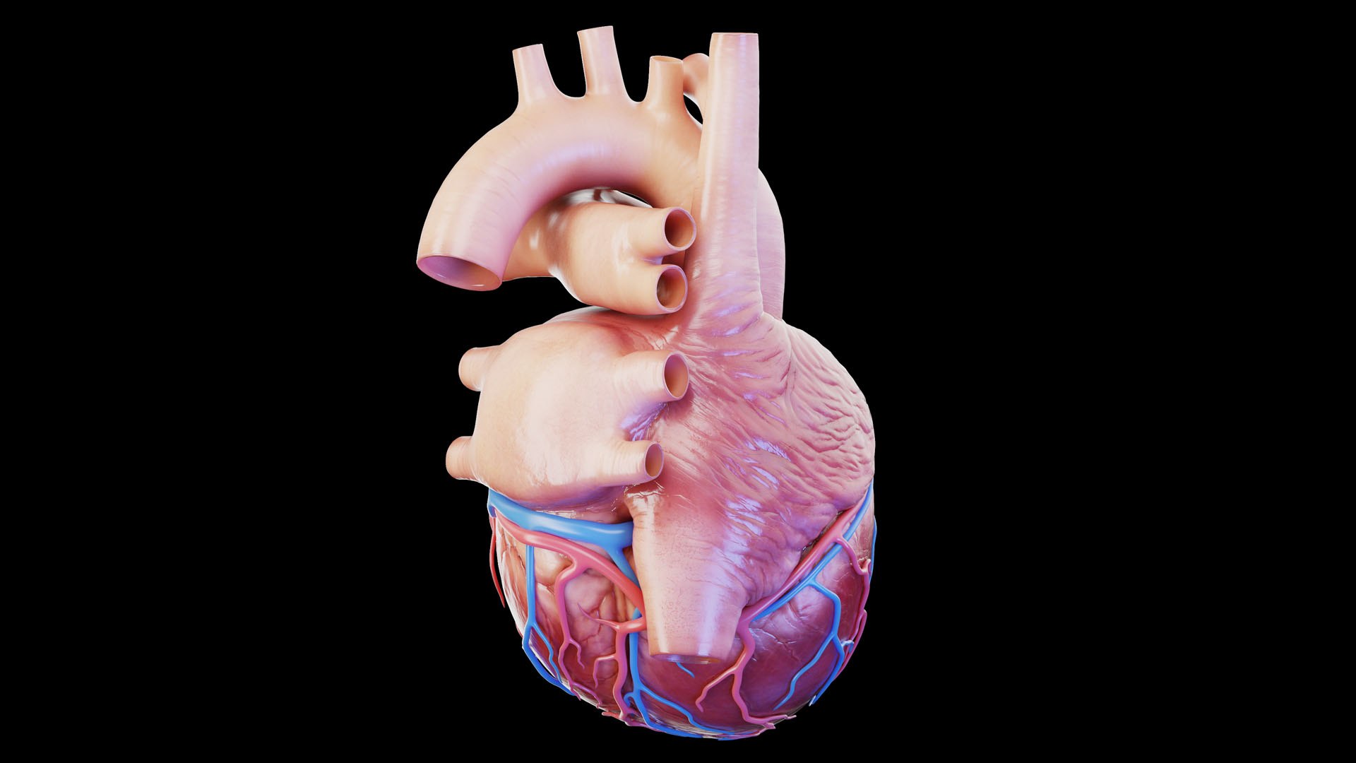 3D Human Heart model https://p.turbosquid.com/ts-thumb/XW/VE4q2g/Yh/human_heart_prod_03/jpg/1674460426/1920x1080/fit_q87/7e2d626dc38b1f040f87c6c376ef7f0cd3bb297f/human_heart_prod_03.jpg