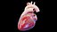 Human Heart