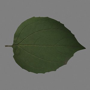 jasmine leaf 3d model