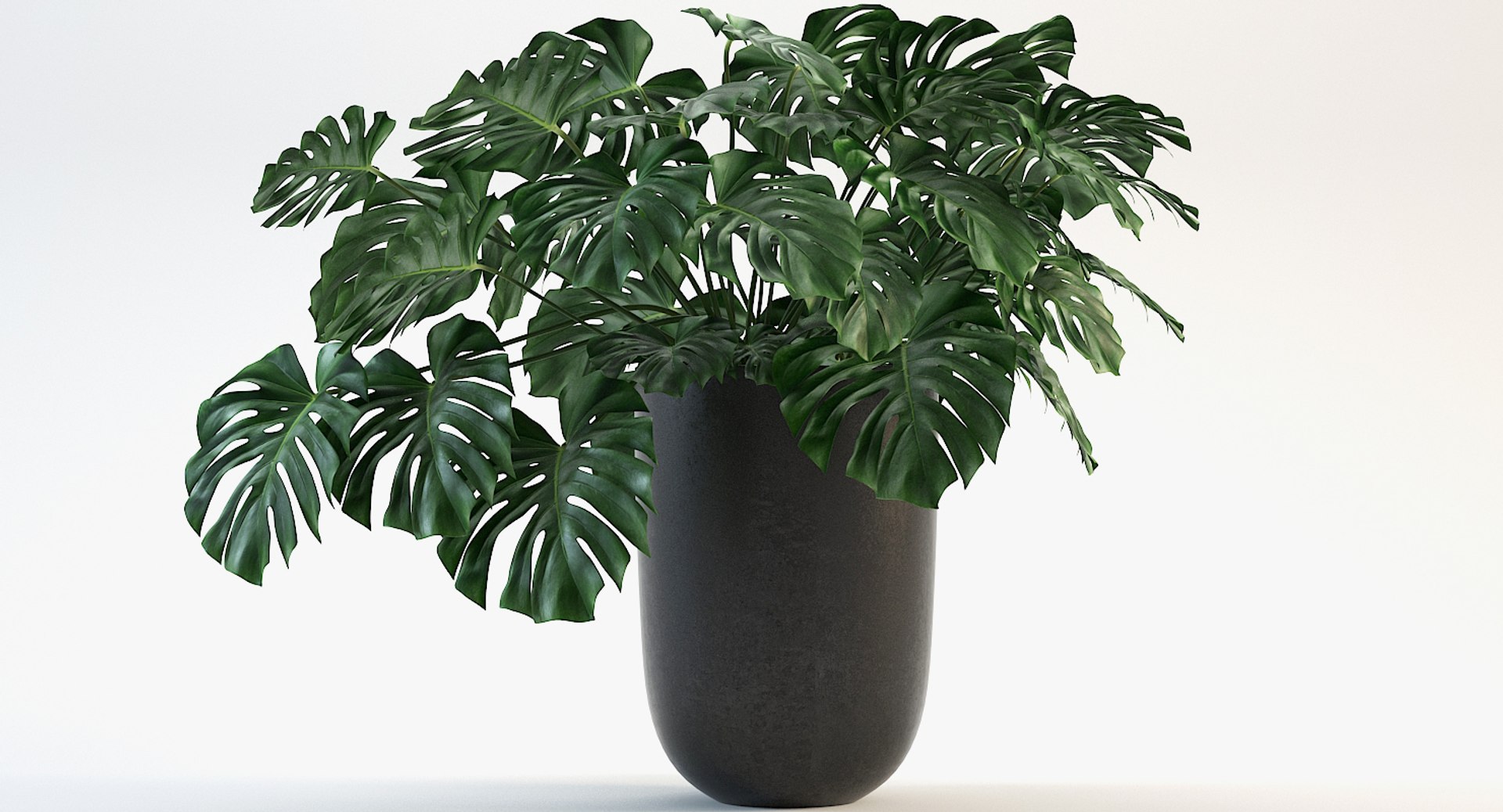 3D model monstera leaves https://p.turbosquid.com/ts-thumb/XW/akA8xb/3ZPKBsUW/7/jpg/1551091319/1920x1080/fit_q87/276ed79da3003fe939122c6eb71f2a9130be8369/7.jpg
