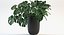 Folhas de Monstera