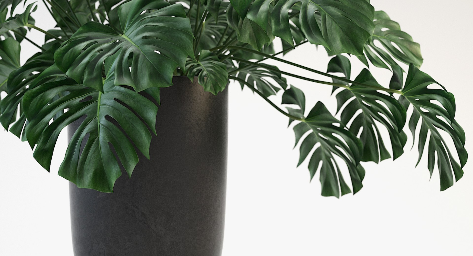 3D model monstera leaves https://p.turbosquid.com/ts-thumb/XW/akA8xb/NWdOH4O9/2/jpg/1551091319/1920x1080/fit_q87/184e26174fd2fd45434068582bf36e59f7aac701/2.jpg