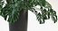 Folhas de Monstera
