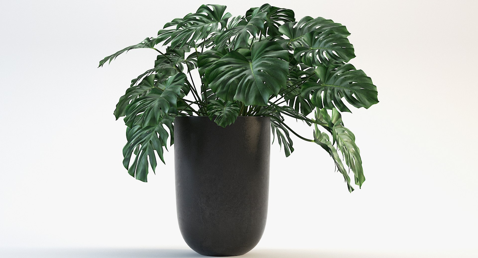 3D model monstera leaves https://p.turbosquid.com/ts-thumb/XW/akA8xb/RzO7dVcj/8/jpg/1551091319/1920x1080/fit_q87/12c6e217bc6c6ec4da7774032fd8a3ddc7c94252/8.jpg