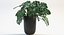 Folhas de Monstera