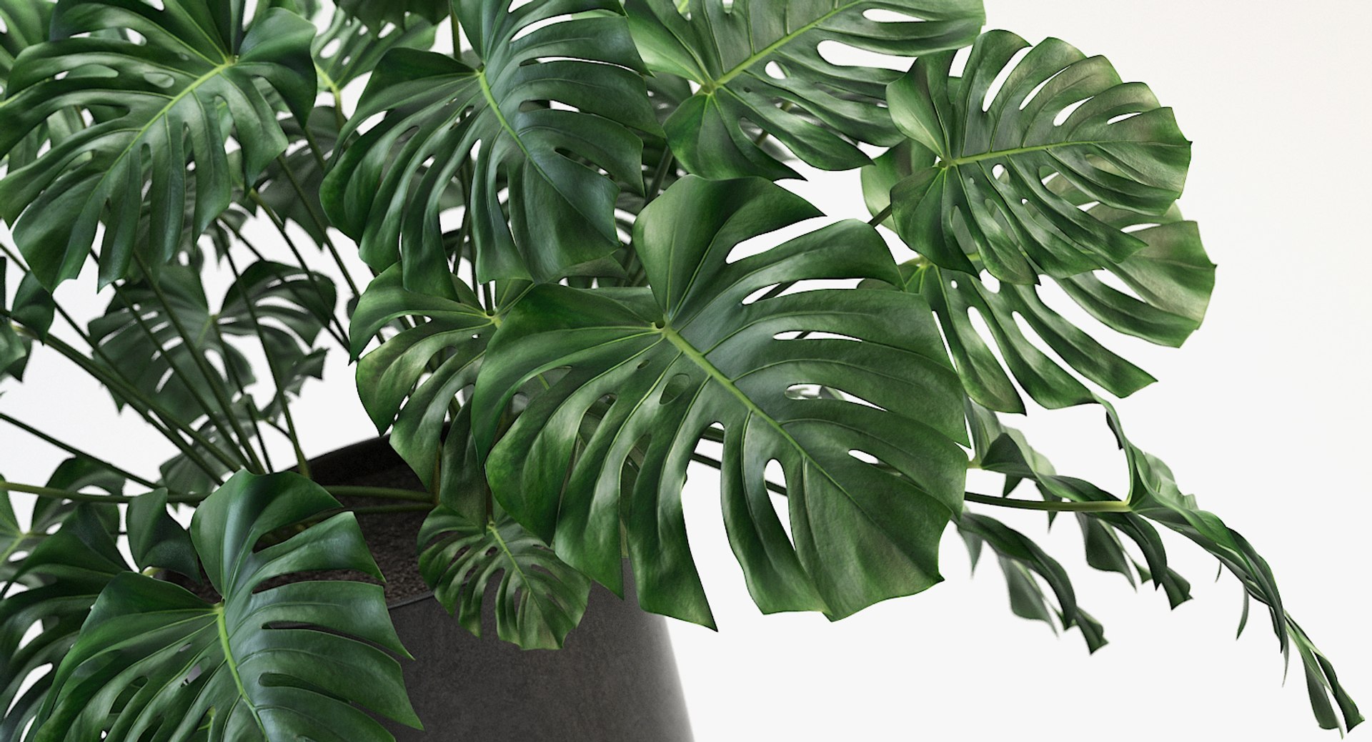 3D model monstera leaves https://p.turbosquid.com/ts-thumb/XW/akA8xb/bcEhcasy/2aaa/jpg/1551091319/1920x1080/fit_q87/cdf9c9321c43c53adc629a01db4d16445c10933f/2aaa.jpg