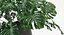 Folhas de Monstera