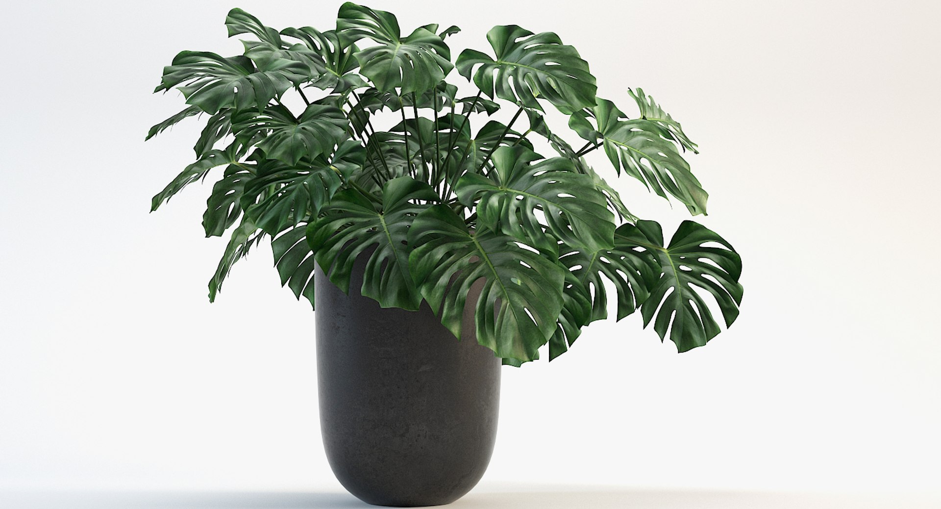 3D model monstera leaves https://p.turbosquid.com/ts-thumb/XW/akA8xb/l6UOIwXx/4/jpg/1551091319/1920x1080/fit_q87/084b6462dc71217b680a2fa70cd57775610faabe/4.jpg