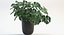 Folhas de Monstera