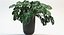 Folhas de Monstera