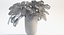 Folhas de Monstera
