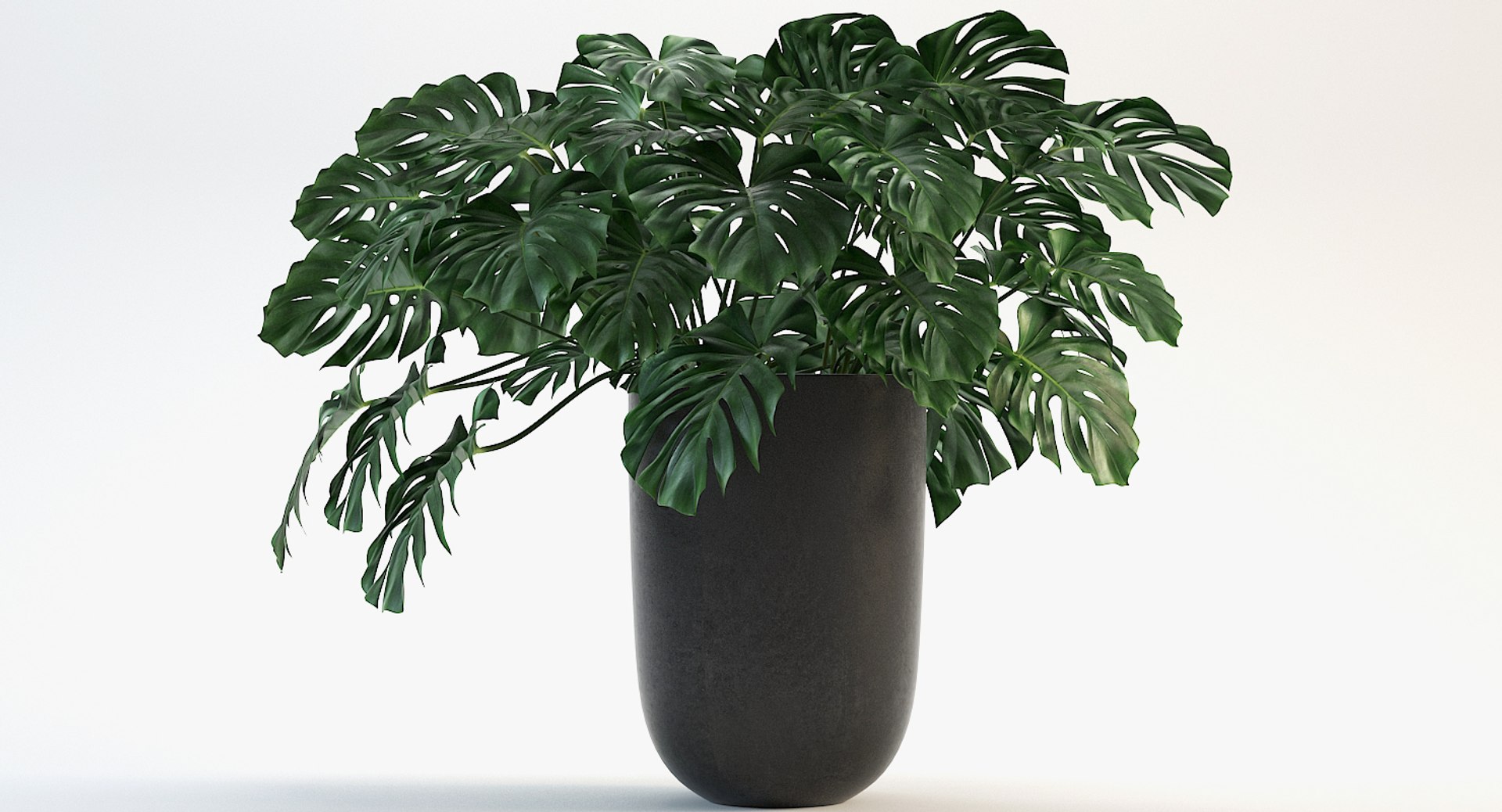 3D model monstera leaves https://p.turbosquid.com/ts-thumb/XW/akA8xb/zgbJtMGd/6/jpg/1551091319/1920x1080/fit_q87/068998eded9c32e46a8dc8b39ec5dd4fbed32173/6.jpg